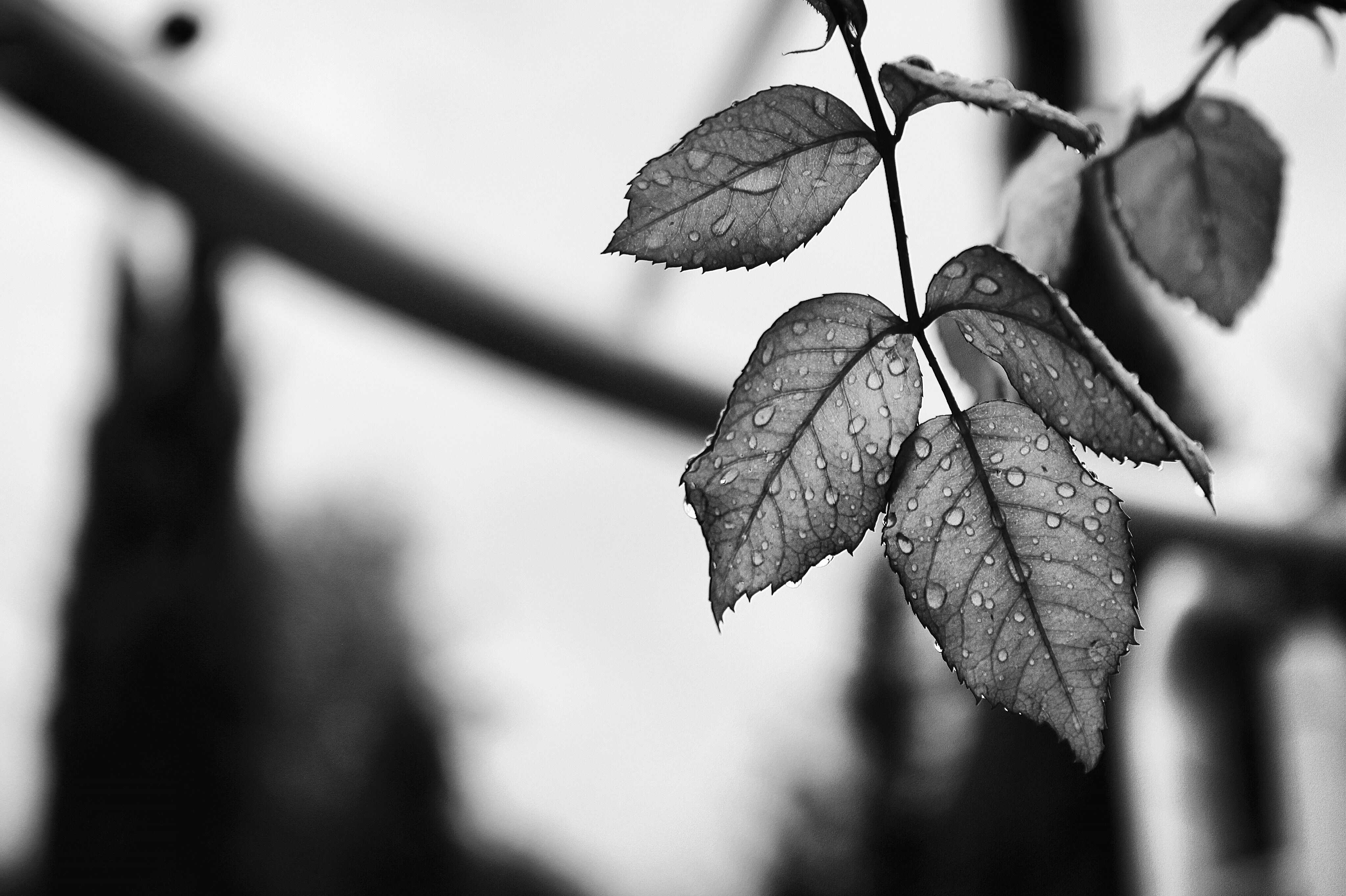 black and white leaf photo